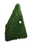 UVT1049 BOXWOOD PYRAMID (UV) 32.5x32.5x43"