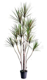 UVT1101 DRACAENA MARGINATA TREEx15 (UV),7'