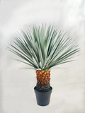 UVT1107 POTTED BEAKED YUCCA (UV),36"