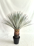 UVT1107 POTTED BEAKED YUCCA (UV),36"