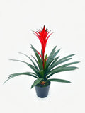 UVT1110 POTTED BROMELIAD (UV),24"