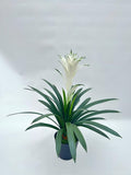 UVT1110 POTTED BROMELIAD (UV),24"