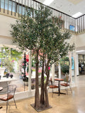 UVT1126 OLIVE TREE (UV),13'