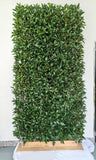 UVT1131 POTTED ITALIAN LAUREL HEDGE (UV)  4'x8'