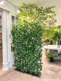UVT1132 POTTED ITALIAN LAUREL HEDGE (UV)  4'x6'