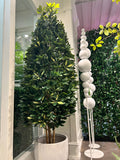 UVT1137 POTTED SCHEFFLERA ABRICOLA CONE (UV)  7.5'