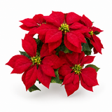 XM14481 VELVET POINSETTIA BUSHx5,20"