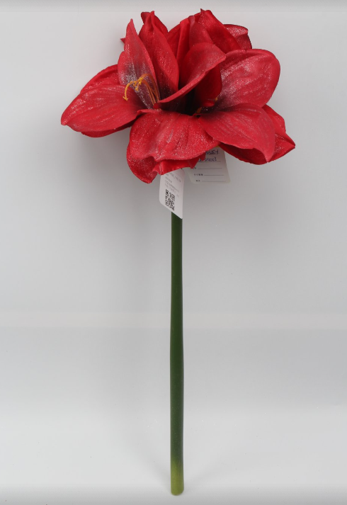 Amaryllis – Green Import Limited