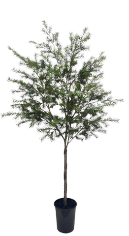 XM30097 POTTED PINE,8'