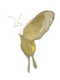 AC10406 GIANT BUTTERFLY,22in-8/24P