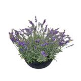 PA10352 POTTED LAVENDER,24"