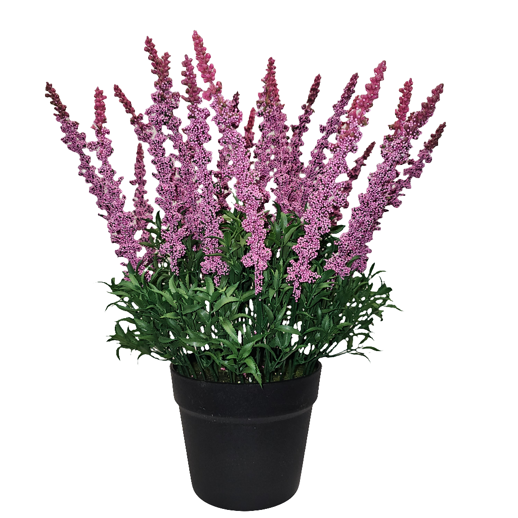 ikea lavender plant PA10351 POTTED AMARANTH,17.5" – Green Import Limited