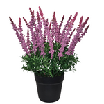 PA10351 POTTED AMARANTH,17.5"