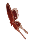 AC10406 GIANT BUTTERFLY,22in-8/24P