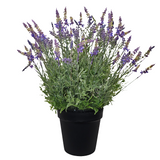 PA10353 POTTED LAVENDER,27"