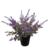 PA10354 POTTED LAVENDER,27"