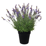 PA10353 POTTED LAVENDER,27"