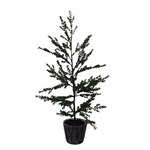 XM30062 POTTED PINE TREE,40in-2/8P