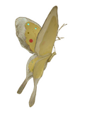 AC10406 GIANT BUTTERFLY,22in-8/24P