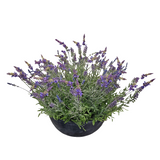 PA10352 POTTED LAVENDER,24"