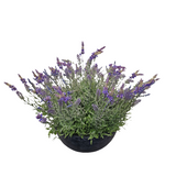 PA10352 POTTED LAVENDER,24"