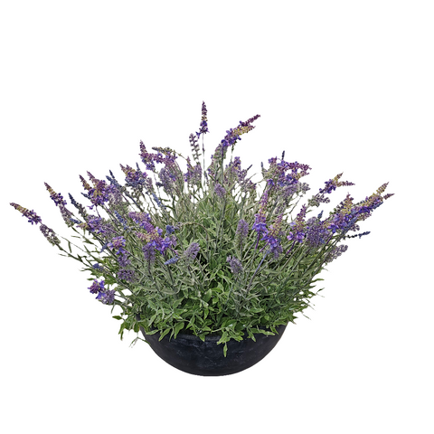 PA10352 POTTED LAVENDER,24"