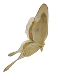 AC10406 GIANT BUTTERFLY,22in-8/24P