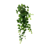 BG10372 ENGLISH IVY HANGING BUSH,36in-12P