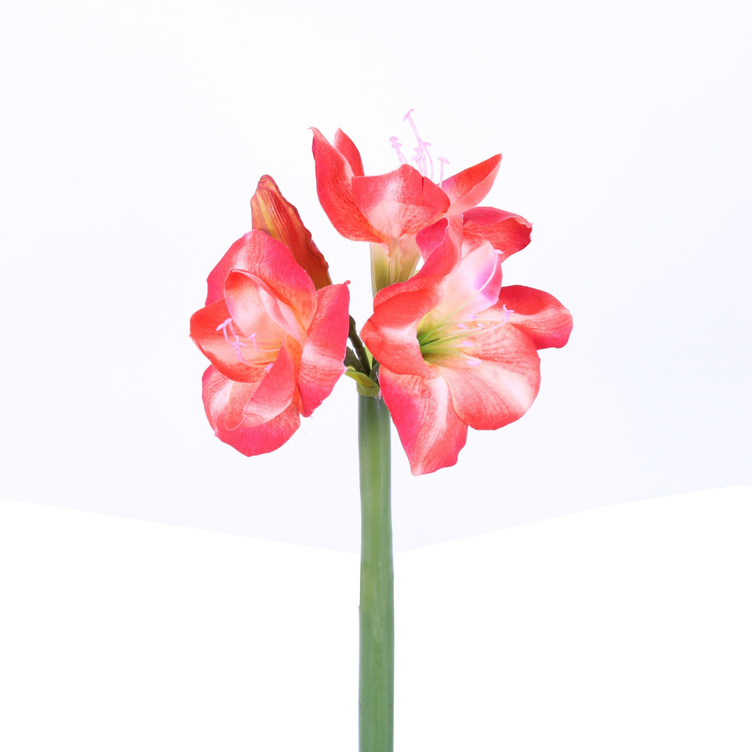Amaryllis – Green Import Limited