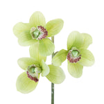 FL10845 CYMBIDIUM PICKx3F,12in-24P/288/9.1'