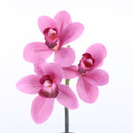 FL10845 CYMBIDIUM PICKx3F,12in-24P/288/9.1'