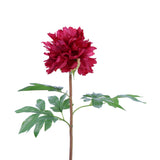 FL11222 JAPANESE TREE PEONY SP,26in-12P/72