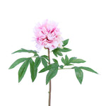 FL11222 JAPANESE TREE PEONY SP,26in-12P/72