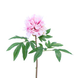 FL11222 JAPANESE TREE PEONY SP,26in-12P/72