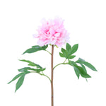 FL11222 JAPANESE TREE PEONY SP,26in-12P/72