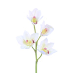 FL11229 CYMBIDIUM SPRAYx4F,22in-12P/96/6.37