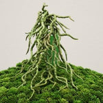 FL11231 ORCHID ROOT SPRAY,16in-24P/240/6'