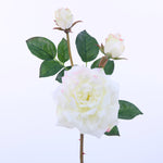 FL11407 DAVID AUSTIN ROSE SPx1F2B,24in-12P