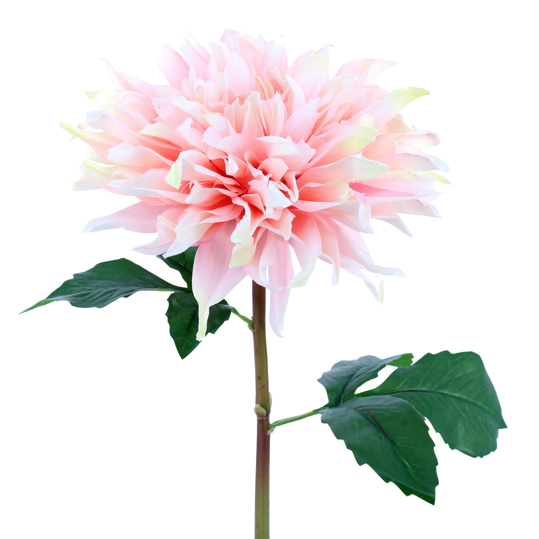 Dahlia – Green Import Limited