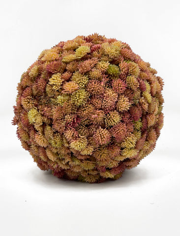 succulent with balls FL11643 SUCCULENT BALL,9in-6P/12/5.46' – Green Import Limited