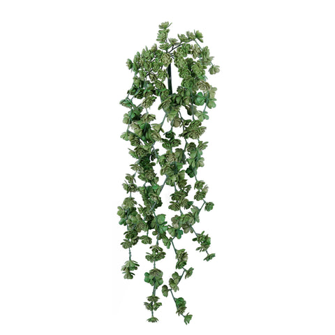weeping succulents FL11744 WEEPING SUCCULENT,25in-12P/96/4.87' – Green Import Limited