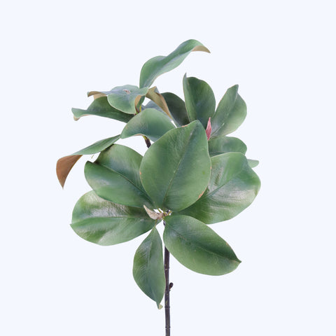 FL11774 MAGNOLIA LEAF SPRAYx3,36in-12/72P