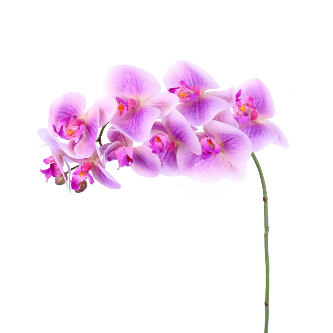 Orchid – Green Import Limited