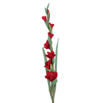 FL12012 GLADIOLAx8,38.5in-12P/72/9.18'