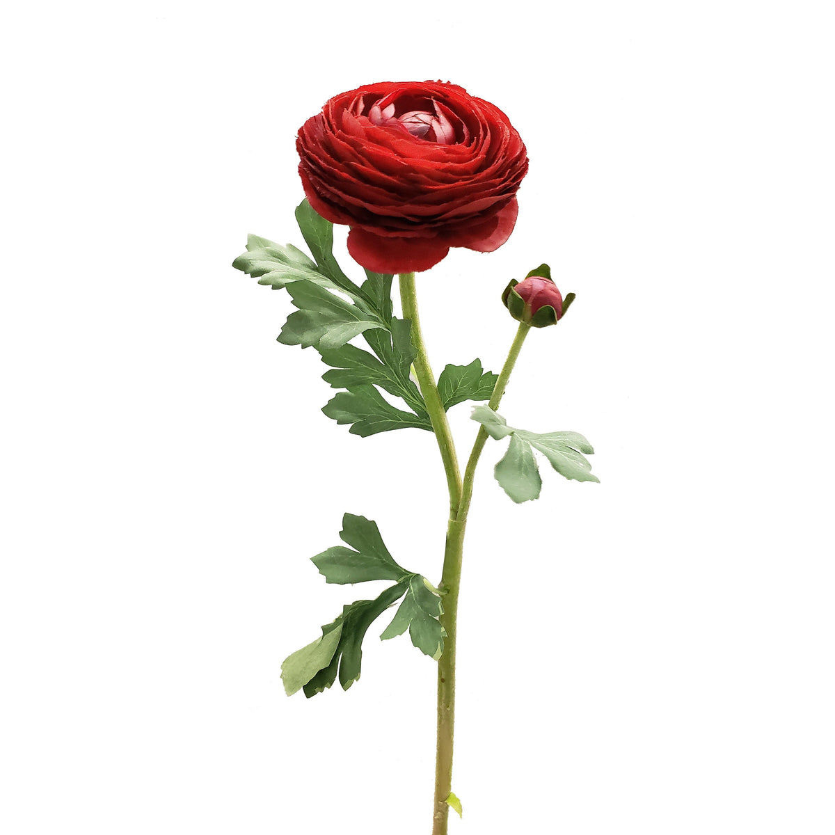 FL12034 RANUNCULUS SPx1F1B(NAT),23in-12P – Green Import Limited
