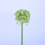 FL13081 GIANT ALLIUM,D6.3x31.5in-12P/72/8.1