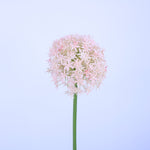 FL13081 GIANT ALLIUM,D6.3x31.5in-12P/72/8.1