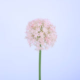 FL13081 GIANT ALLIUM,D6.3x31.5in-12P/72/8.1