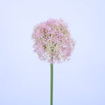 FL13081 GIANT ALLIUM,D6.3x31.5in-12P/72/8.1