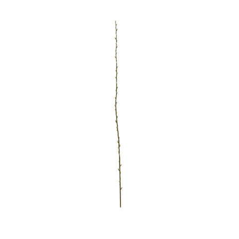 FL13281 PUSSY WILLOW,64.5"